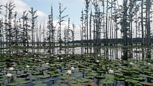 Lily pads and a cypress grove on the lake in Cane Creek State Park Cane Creek State Park 015.jpg