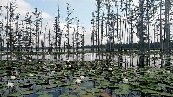 Lily pads and a cypress grove on the lake in Cane Creek State Park