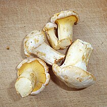 Cantharellus cibarius var. bicolor