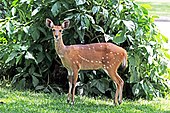 A full-grown female bushbuck (Tragelaphus scriptus) is the largest animal known to be hunted by crowned eagles. Cape bushbuck (Tragelaphus sylvaticus) female.jpg