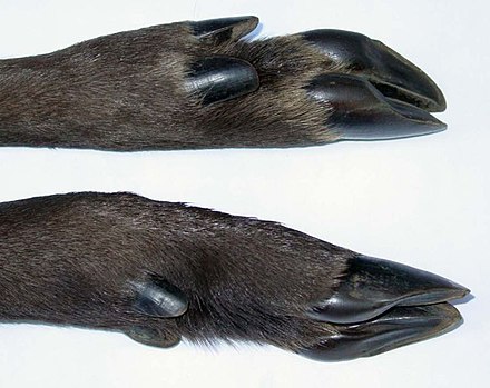 Cloven hooves of Roe Deer (Capreolus capreolus), with dewclaws