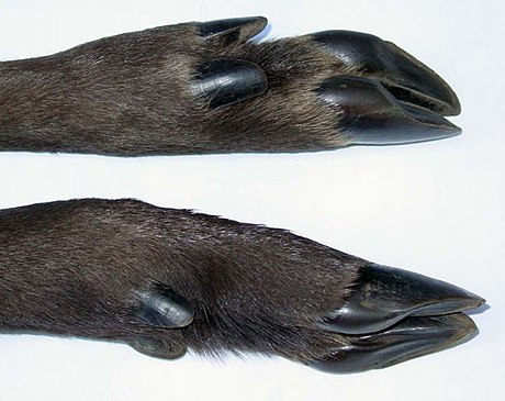 File:Capreolus capreolus cloven hoof.jpg