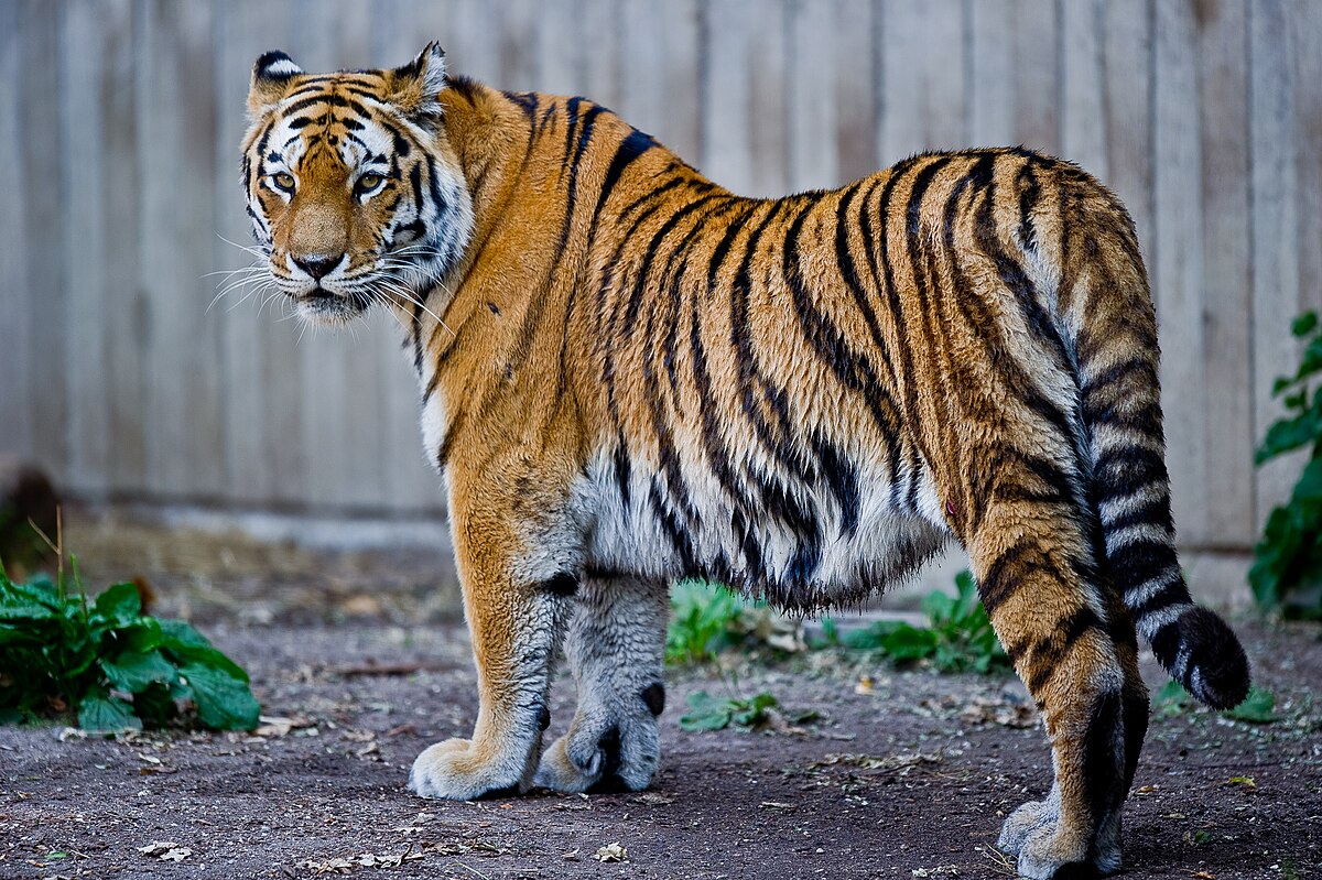 Siberian tiger - Wikipedia