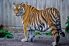 Captive Siberian tiger - Copenhagen Zoo, Denmark.jpg