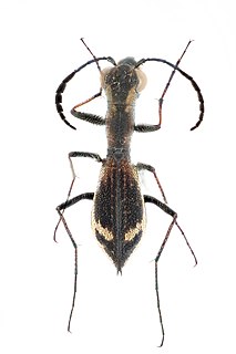 <i>Dromica</i> Genus of beetles