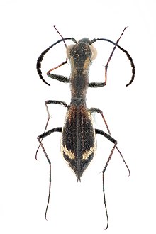 Carabidae, Dromica sp .; 袟邪屑斜懈褟; 2017-433.jpg