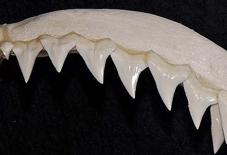 Carcharhinus altimus upper teeth.jpg