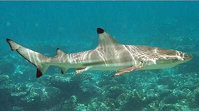 Bull Shark, Hungry Shark Wiki