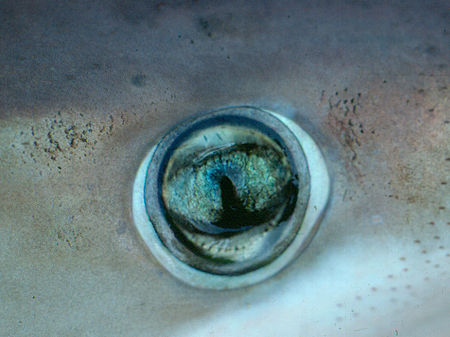 Carcharhinus signatus eye nefsc.jpg