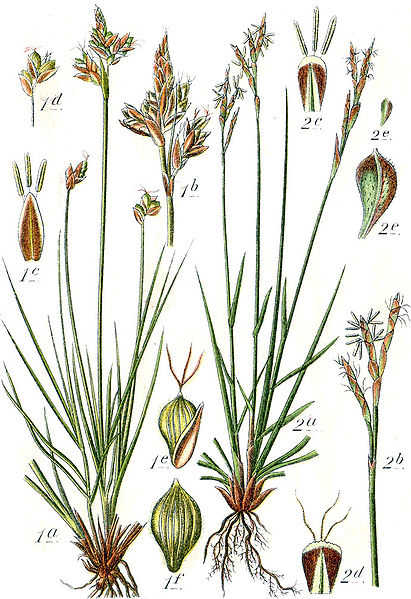 File:Carex spp Sturm52.jpg