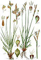 Carex halleriana 2. Carex digitata plate 116/52