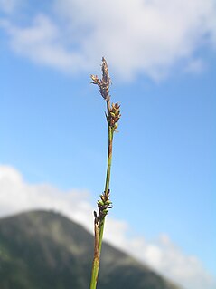 <i>Carex vaginata</i> Species of grass-like plant