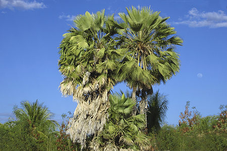 Copernicia prunifera