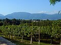 Vignobles et pépinières dans la région vallonnée de Via Stortana Vecchia