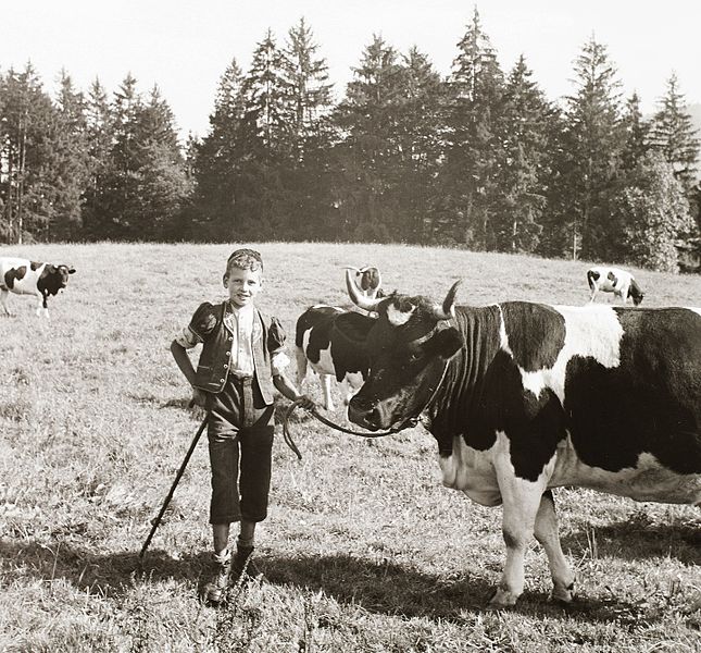 File:Cattle, kid, shepherd, herdsboy Fortepan 92298.jpg