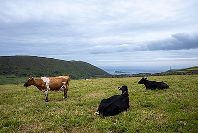 Cattle grazing, Guadalupe, Graciosa Island, Azores, Portugal