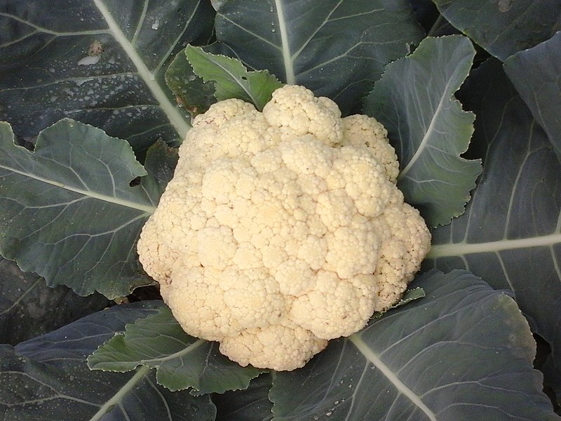 File:Cauliflower 2 bd-c.jpg