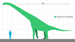 A Cedarosaurus és az ember méretének összehasonlítása