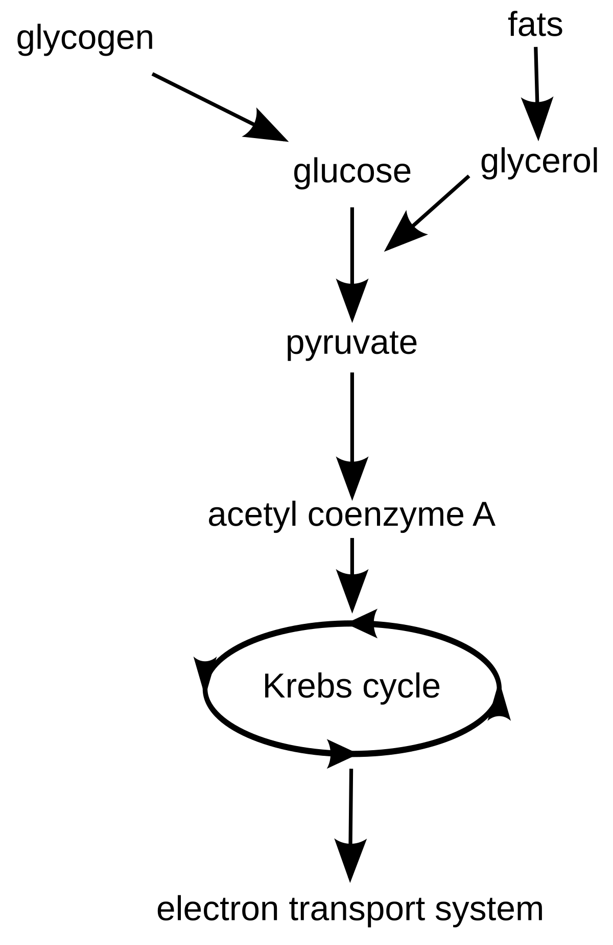 Photosynthesis And Cellular Respiration Flow Chart