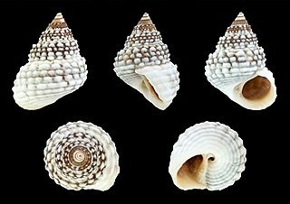 <i>Cenchritis muricatus</i> Species of gastropod