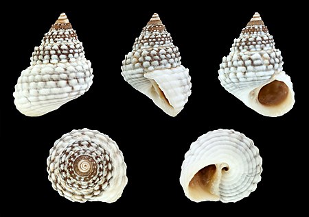 Cenchritis muricatus