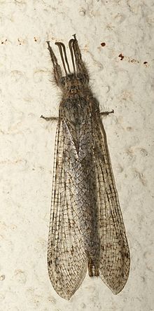 Centroclisis vitanda 010184-1.jpg