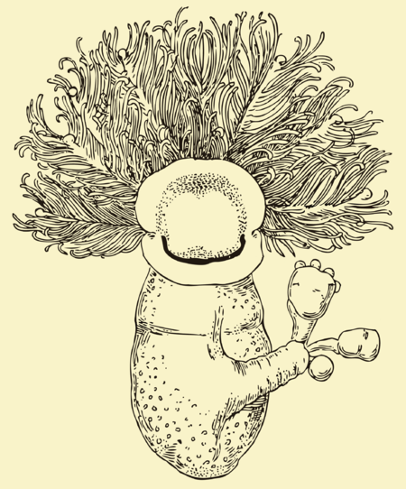 Tập_tin:Cephalodiscus_dodecalophus_McIntosh.png