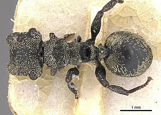 <i>Cephalotes emeryi</i> Species of ant