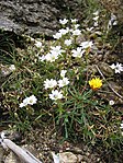 Cerastium soleirolii.jpg