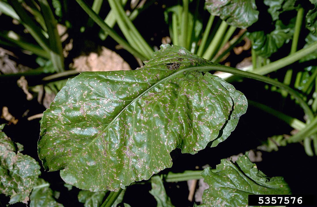 Cercospora