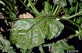 Cercospora beticola on sugar beet.jpeg