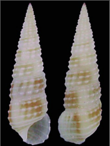 Cerithium Gloriosum.png