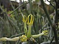 Keltalyhdyn (Ceropegia dichotoma) kukkia.