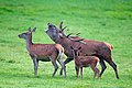 Cervus elaphus (Red Deer)