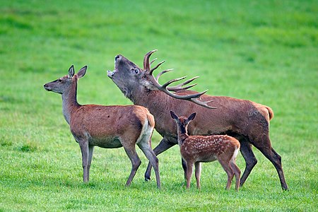 Cervus elaphus family