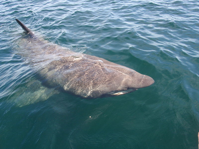 File:Cetorhinus maximus 2.jpg