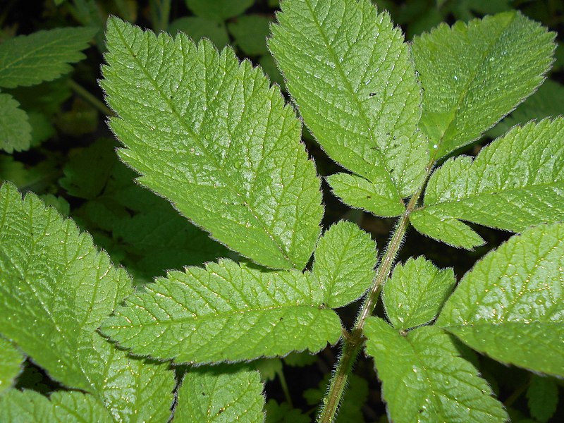 File:Chaerophyllum aromaticum 2017-05-07 9963.jpg