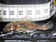 Chaetostoma mikropları, yan görünüm.jpg