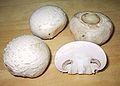 Image 34The Agaricus bisporus, one of the most widely cultivated and popular mushrooms in the world (from Mushroom)