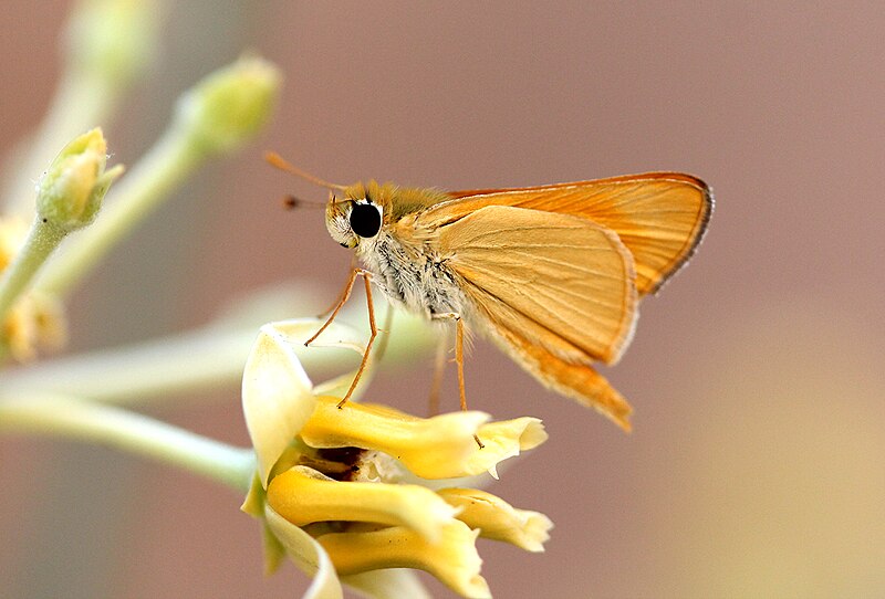 File:Cheerful Skipper (26857425653).jpg