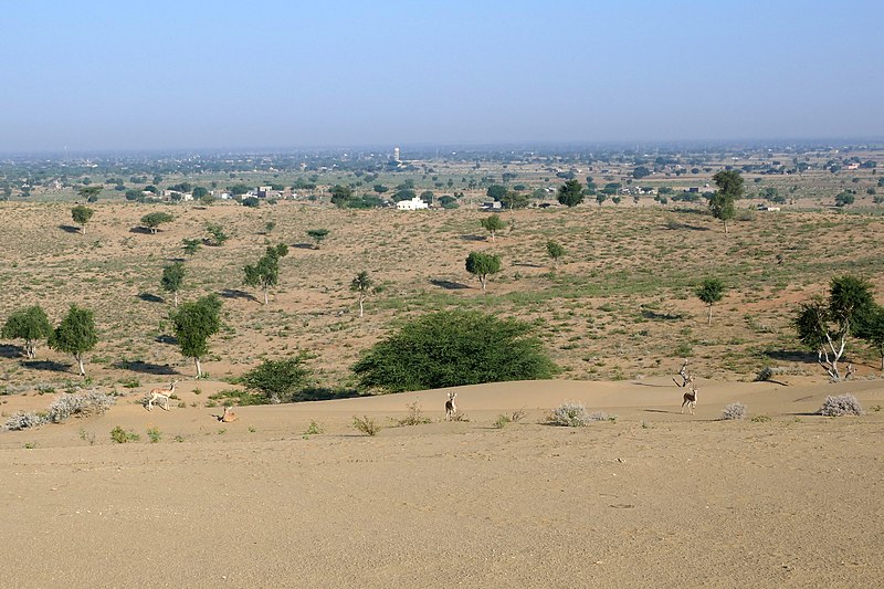 File:Chinkaras dans le désert du Thar (Rajasthan) (6).jpg