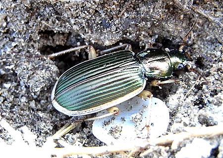 Chlaenius spoliatus