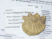 Fossile Jakobsmuschel mit Seepocken