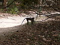 Grüne Meerkatzen Green Monkey