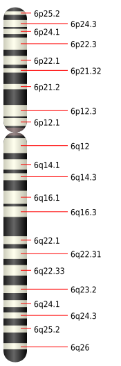 File:Chromosome 6.svg