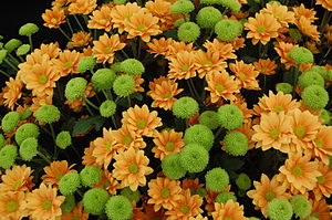 Chrysanthemum 'Enbee Wedding Golden' and 'Feeling Green'.JPG