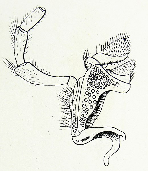 File:Chrysobothris affinis Reitter3.JPG