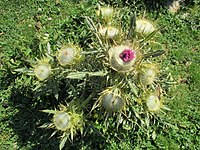 Cirsium richterianum