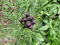 Cirsium palustre (cirse des marais)