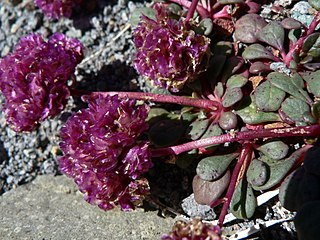 <i>Cistanthe</i> Genus of flowering plants